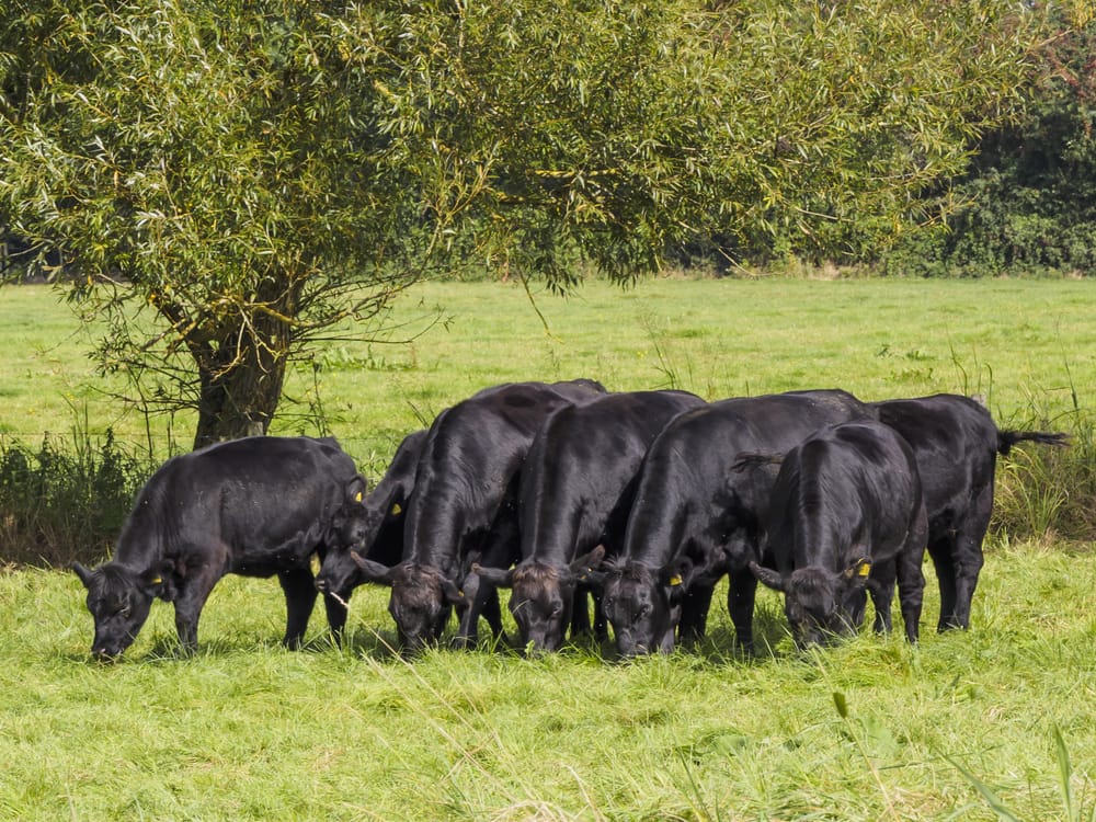 Farmers Rally Behind MAHA Report Amid Calls for MCOOL Regulatory Reform and Transparency