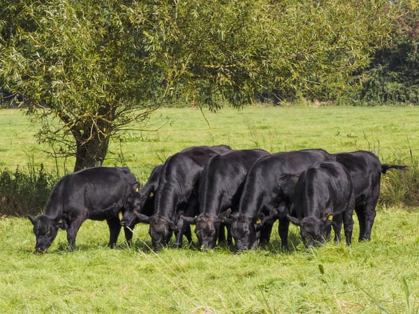 Farmers Rally Behind MAHA Report Amid Calls for MCOOL Regulatory Reform and Transparency