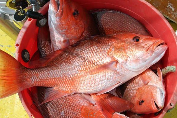Alabama’s Red Snapper Season Continues Through December 31